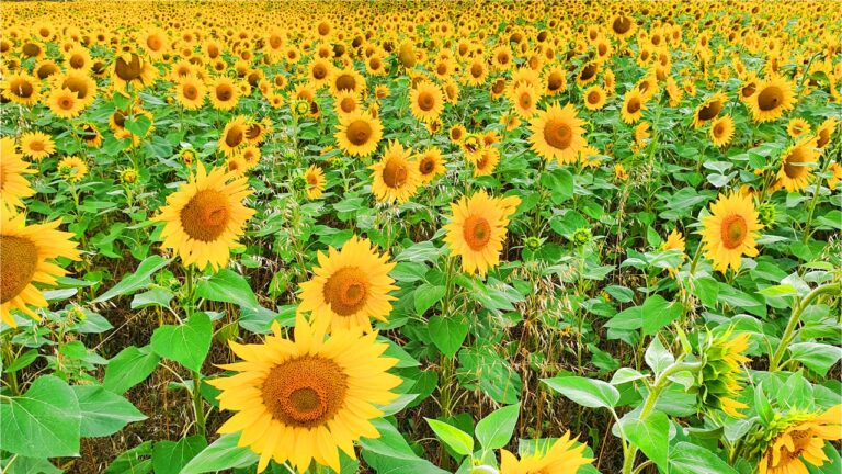 Sommerferien