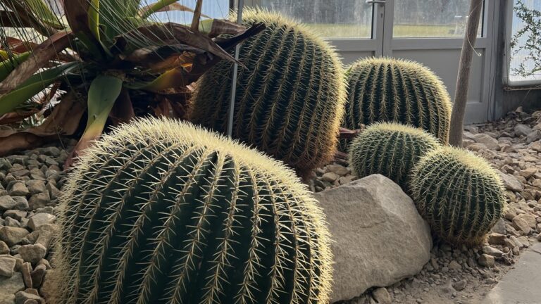 Exkursion in den Botanischen Garten